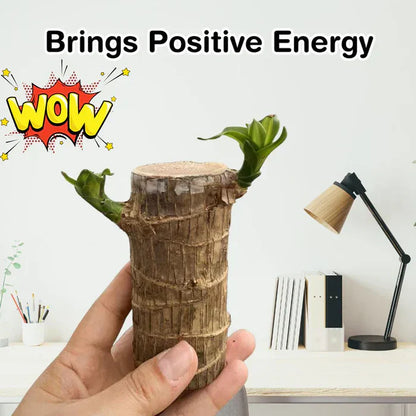 🌱Lucky Brazil Wood Money Magnet Plant